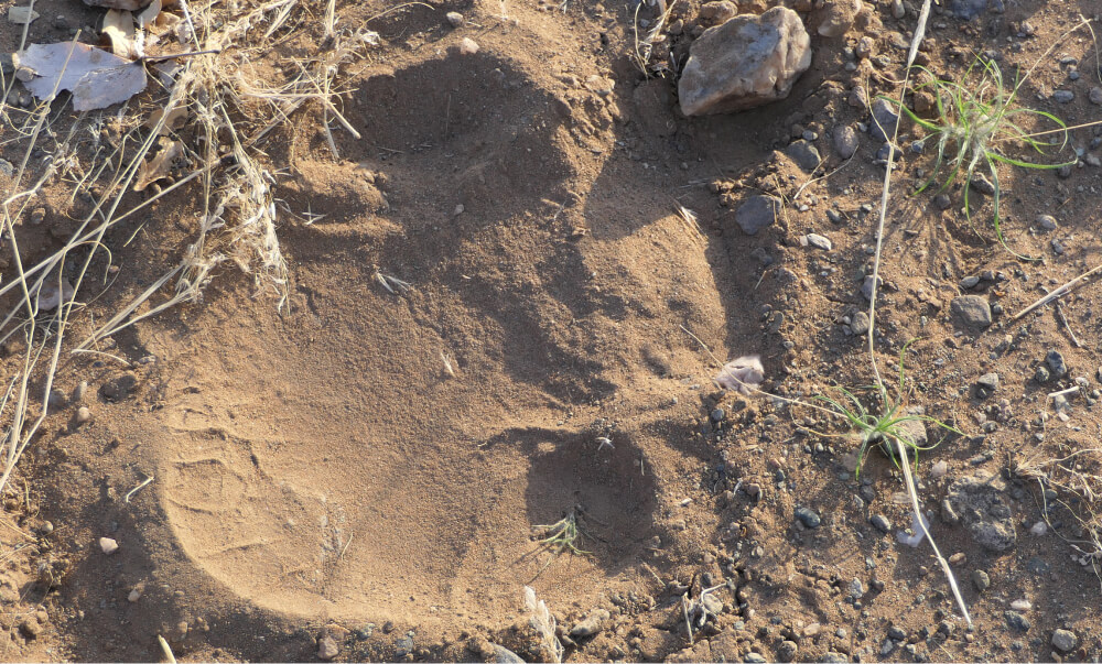 rhino trail in sand