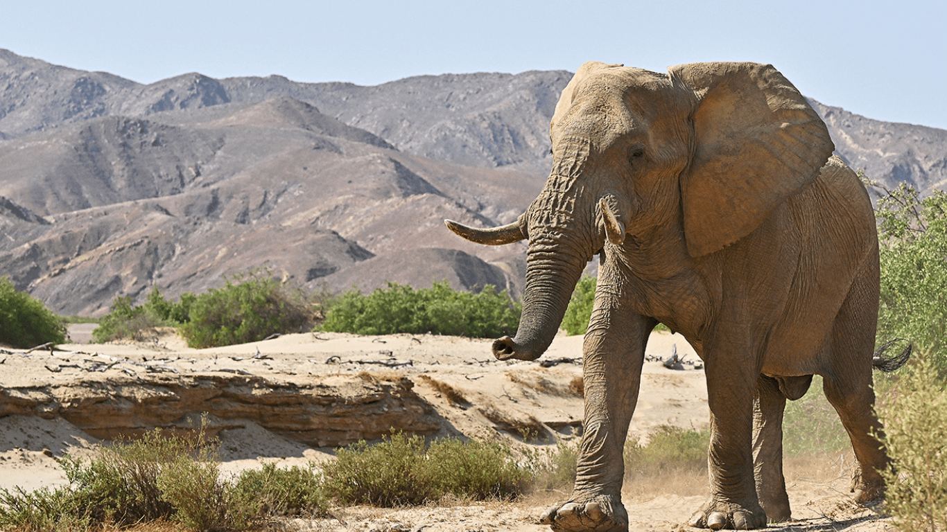 Desert elephant bull roaming in the Hoanib Valley, Damaraland, Namibia.