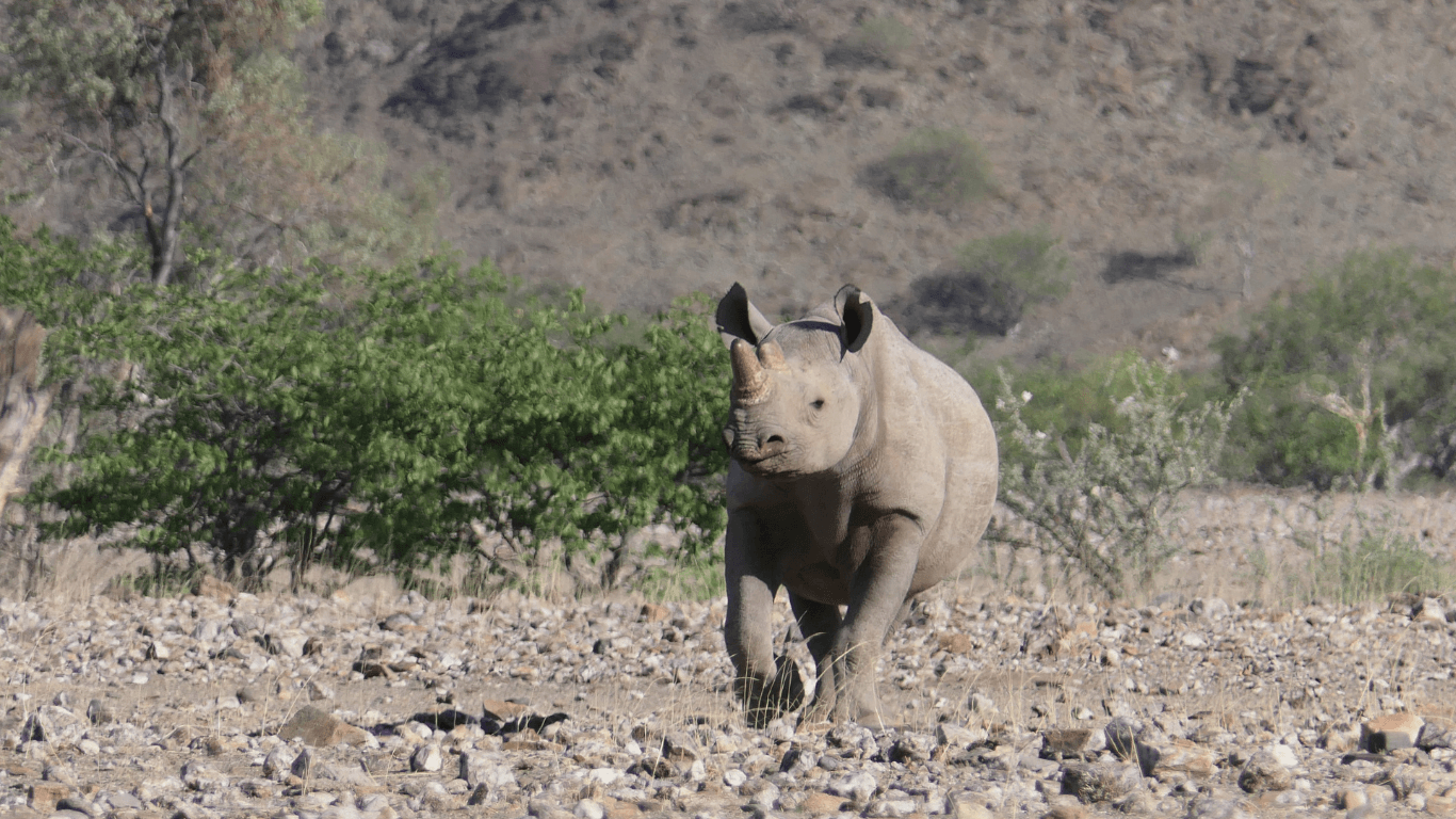 Rhino gazing at the camera during a rhino tracking tour in Kaokoland, Namibia.